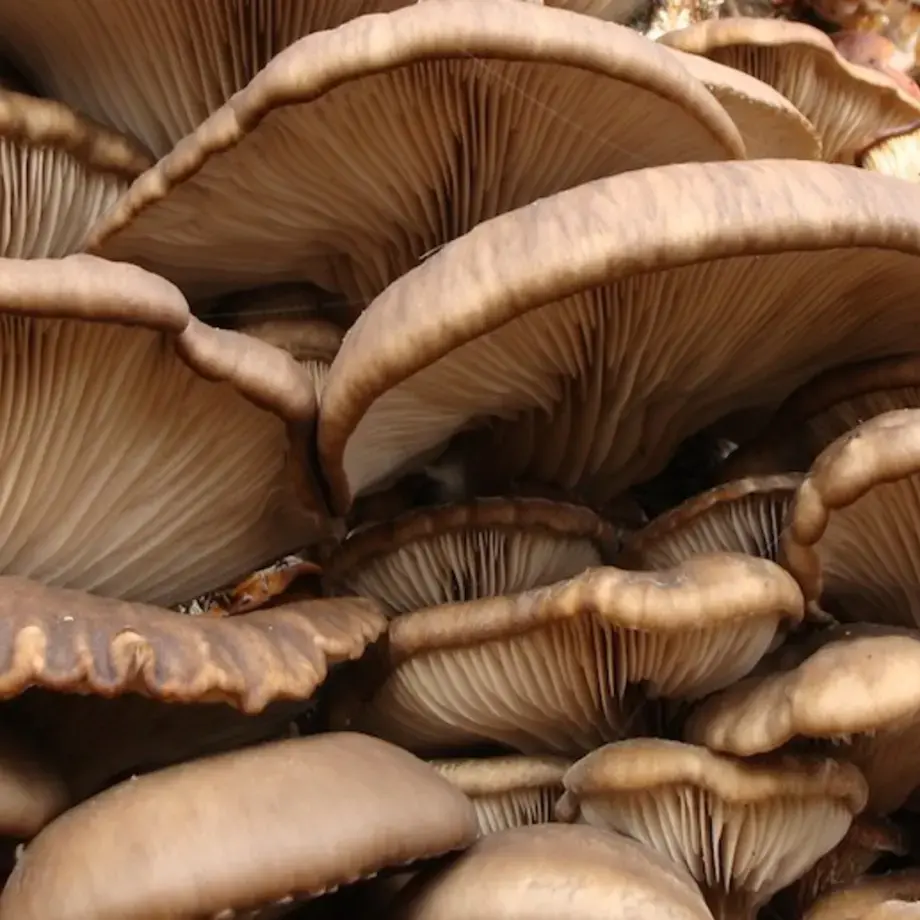 come cucinare funghi pleurotus