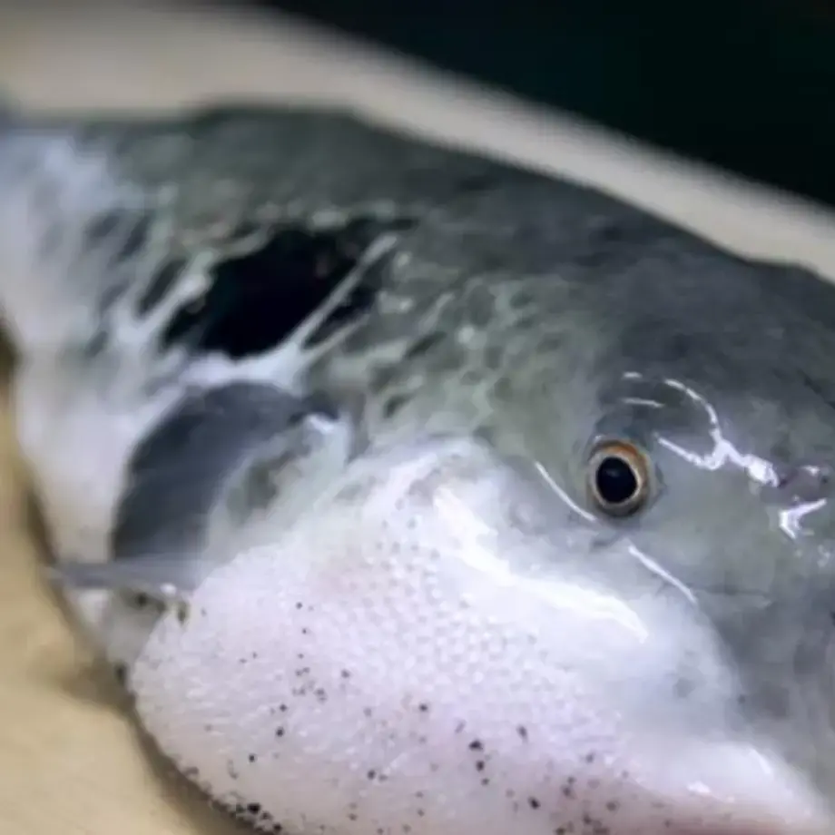 come-si-prepara-il-fugu-video