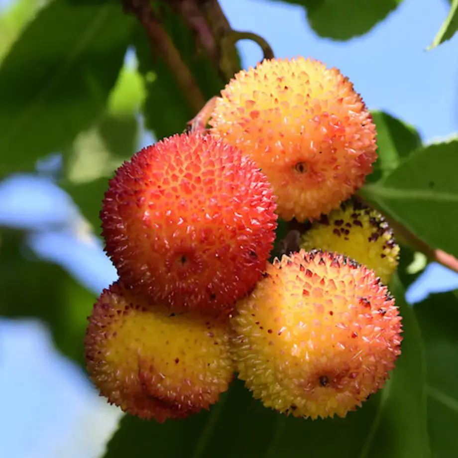 corbezzolo-proprieta-e-ricette