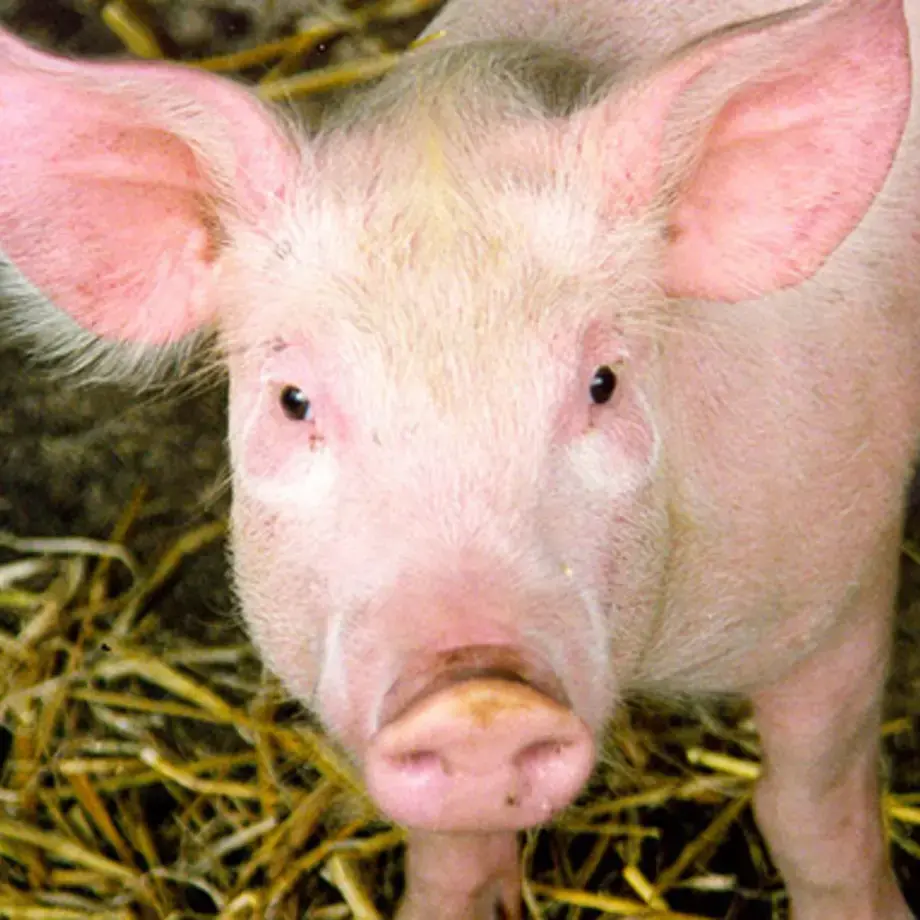 formaggio-latte-di-maiale