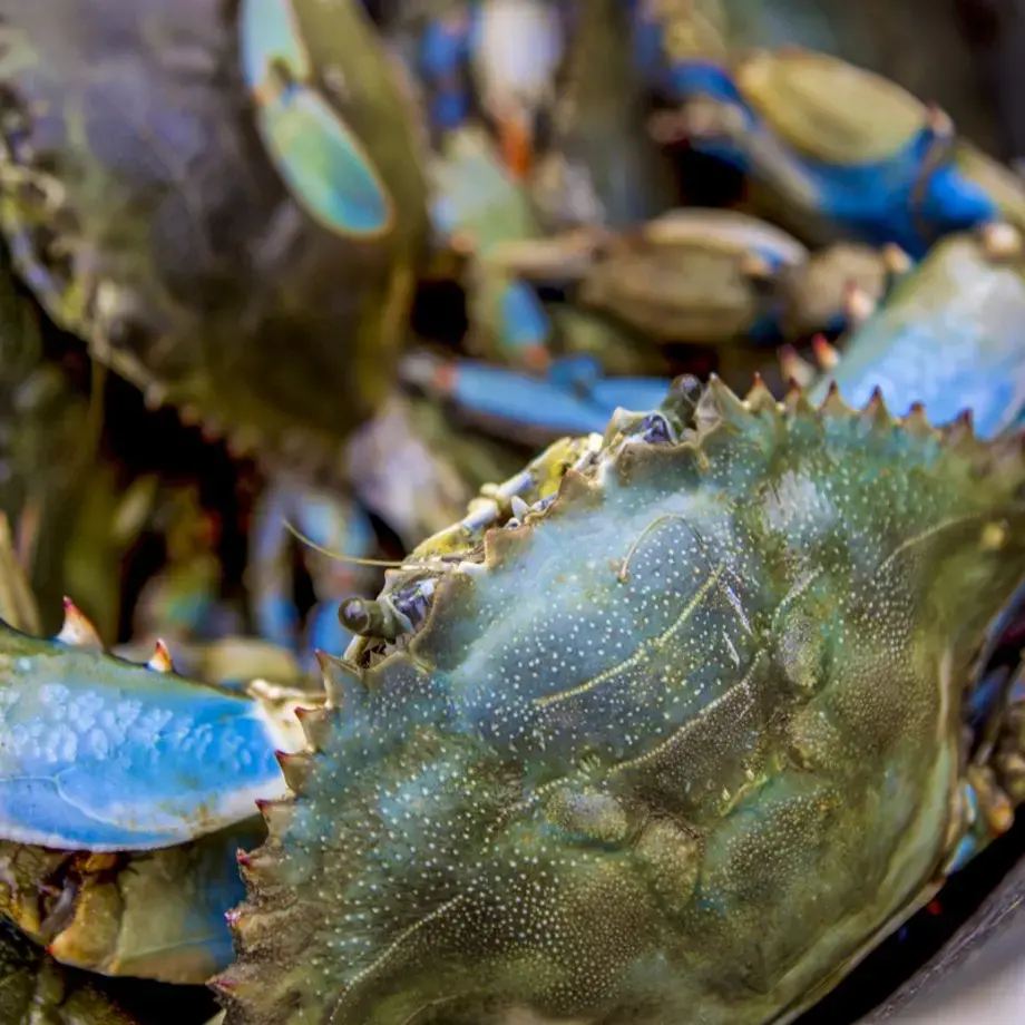 granchio blu specie invasive