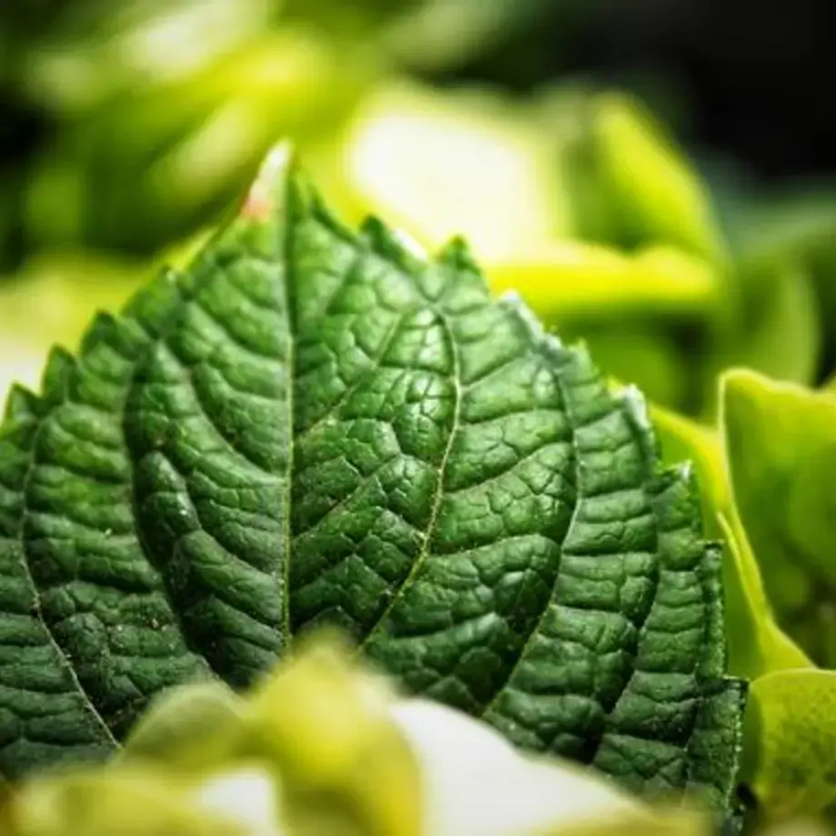 Il modo di dire mangiare la foglia