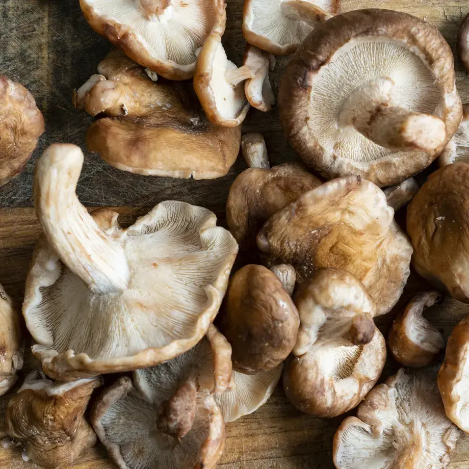 funghi shiitake