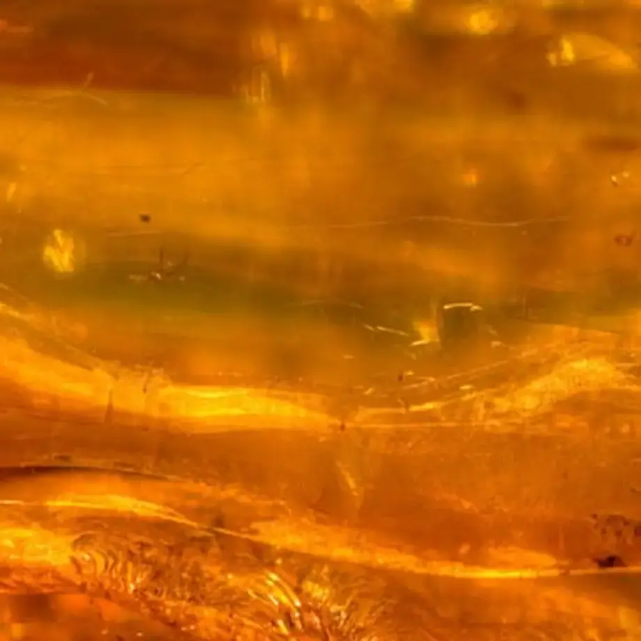 mangiare-la-resina-ricette