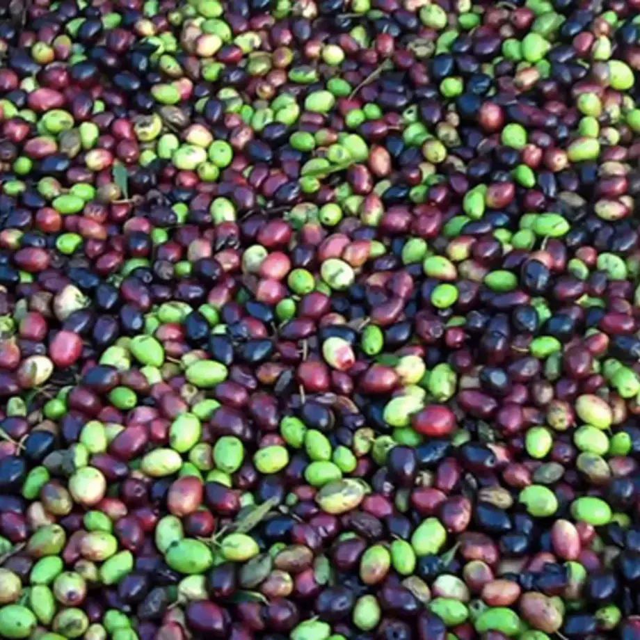 olive-curiosita-ricette