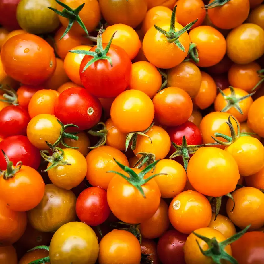 Pomodorini gialli