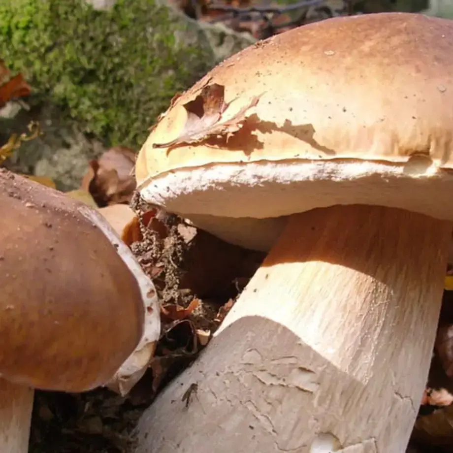 porcino-di-borgotaro