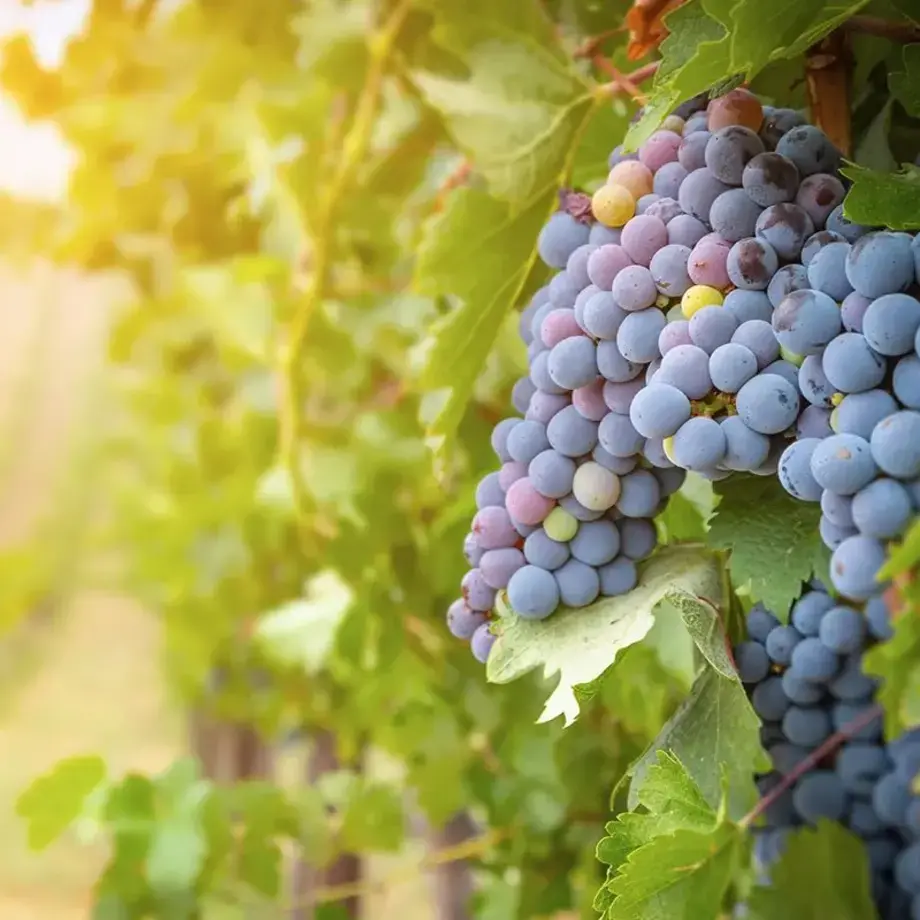 5 delle regioni vinicole più sottovalutate del mondo