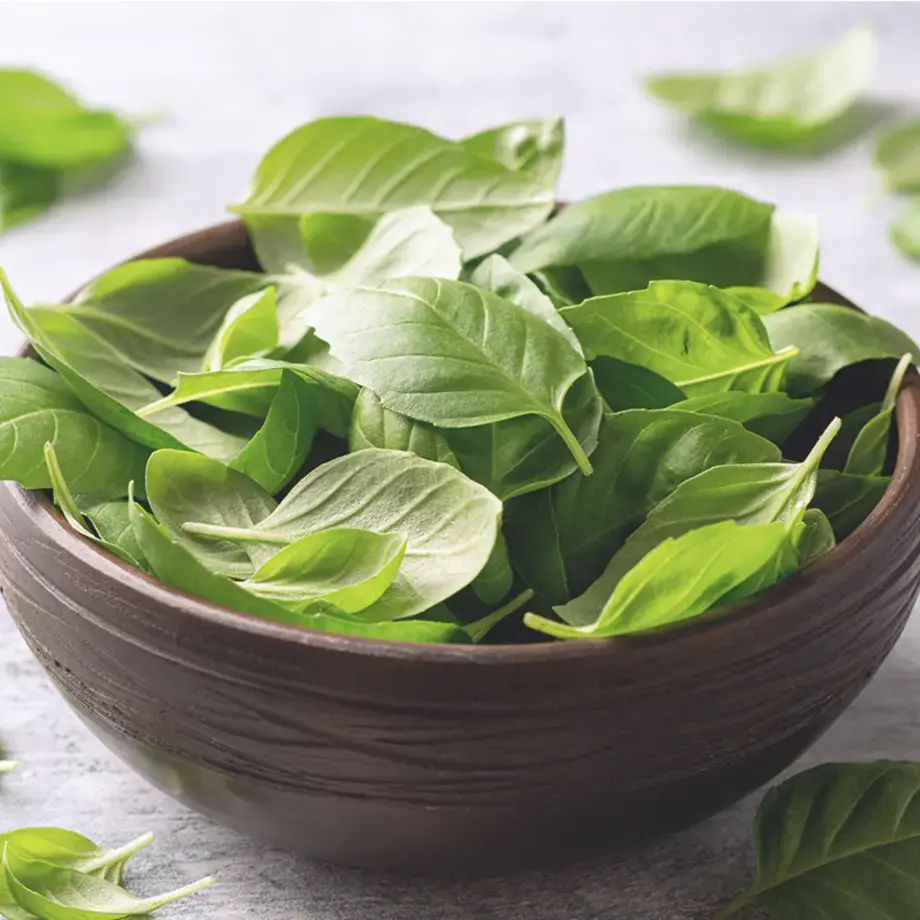 ricette con il basilico