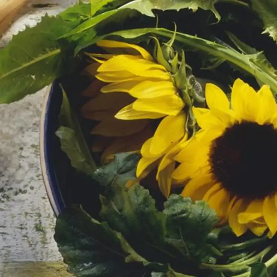 tarassaco-come-si-mangia