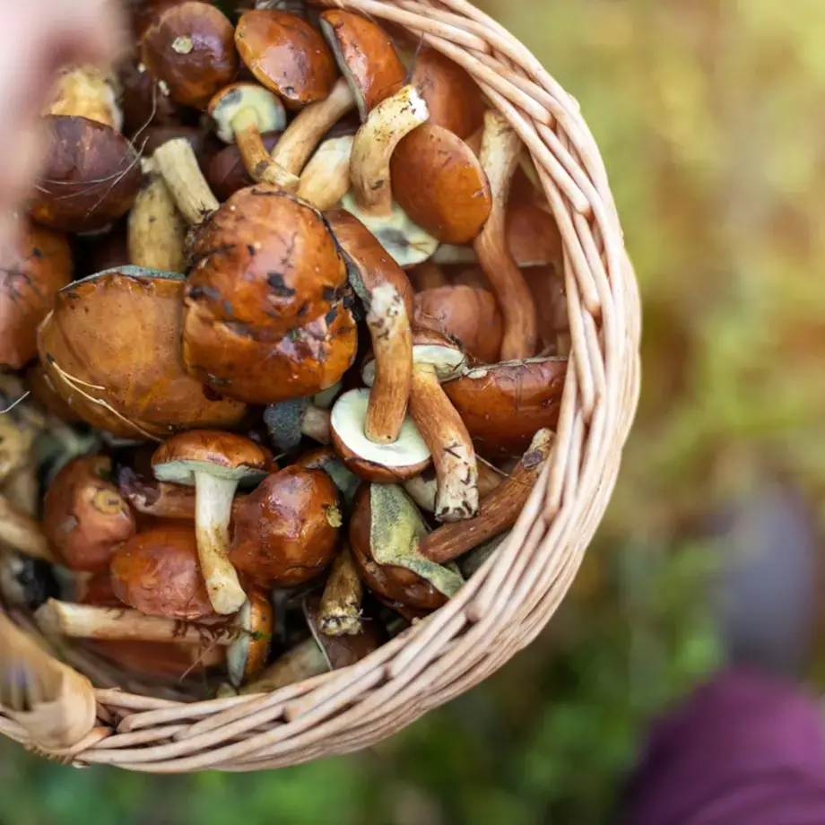 tipi di funghi commestibili