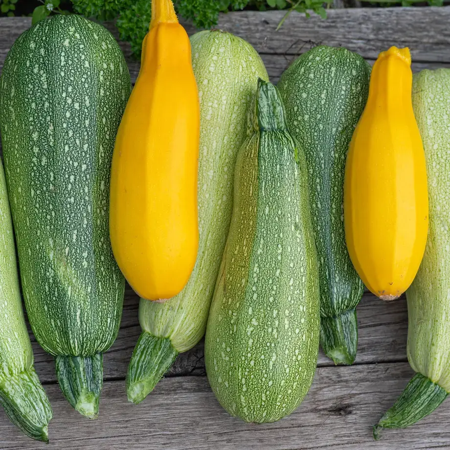 tipi di zucchine