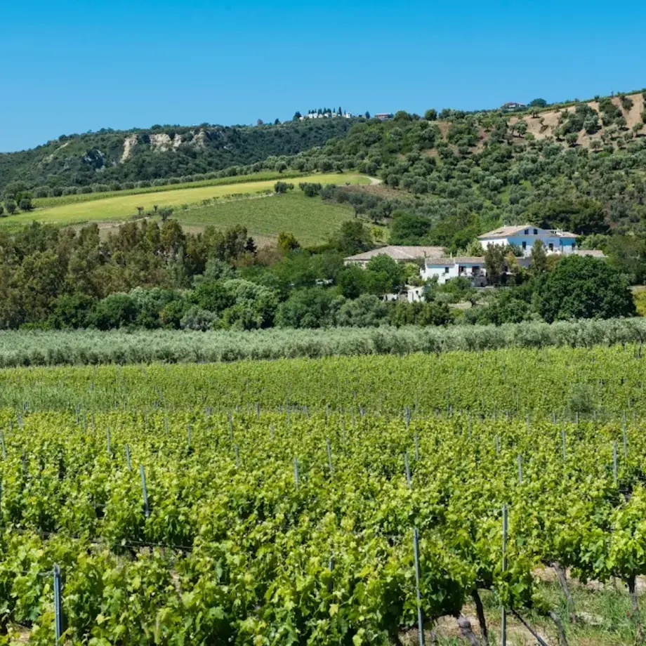 Azienda Ceraudo e Ristorante Dattilo