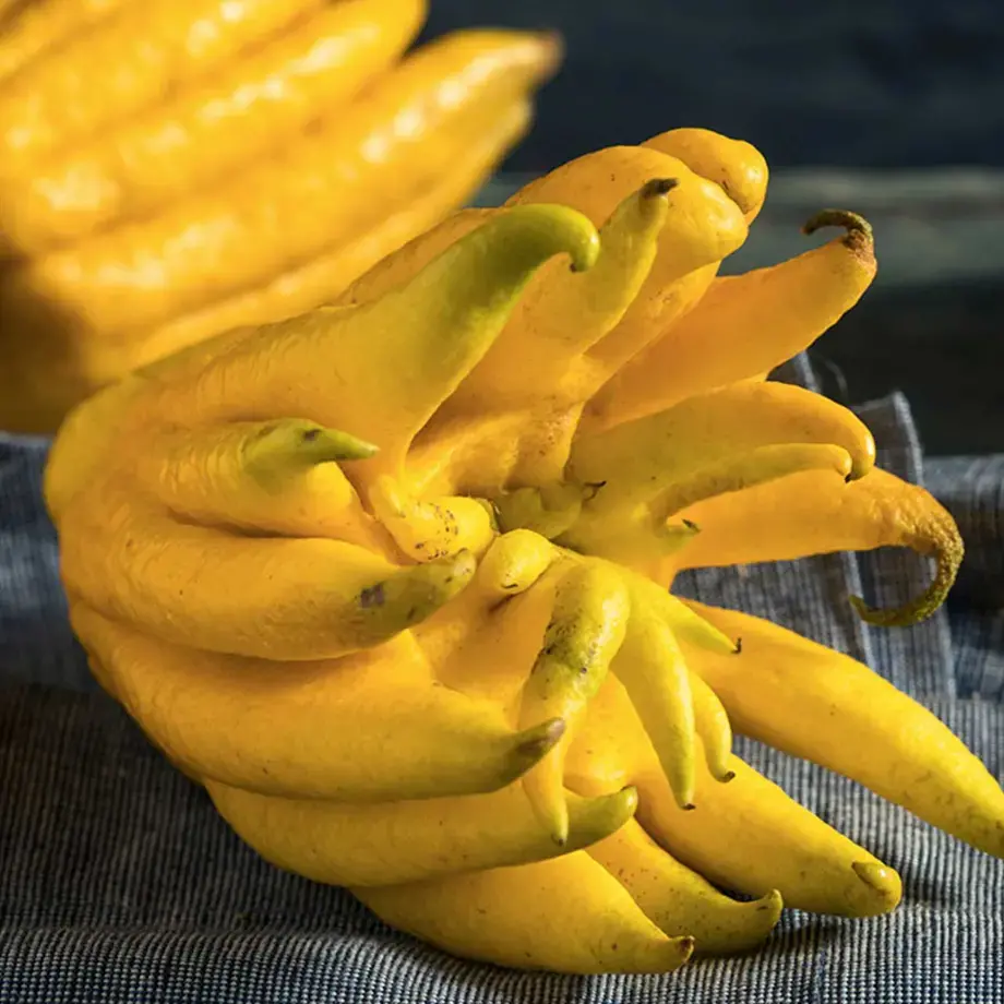 Buddha hand mano di Buddha