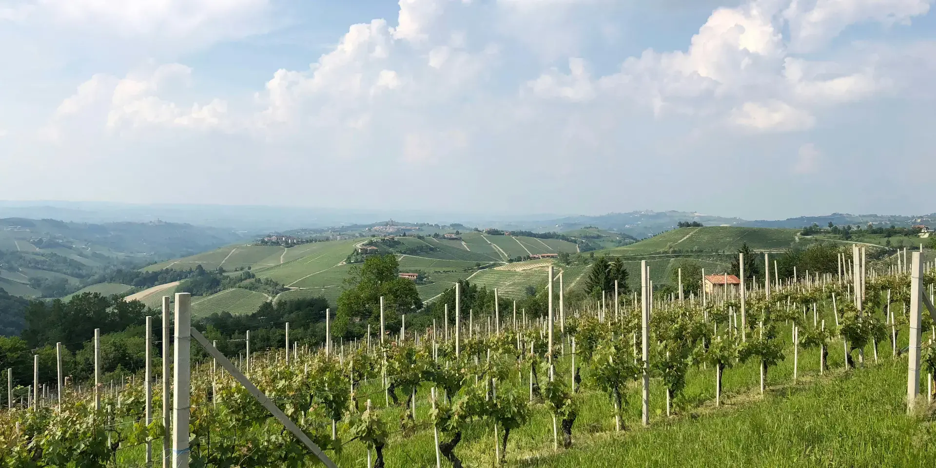 campo di erba verde sotto il cielo blu durante il giorno