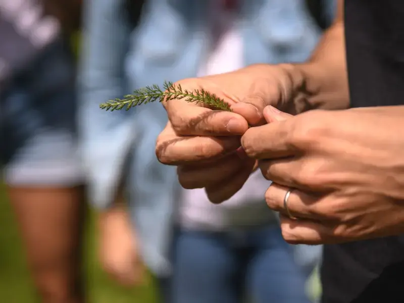 achillea millefoglie