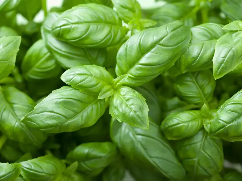 come conservare il basilico - Fine Dining Lovers