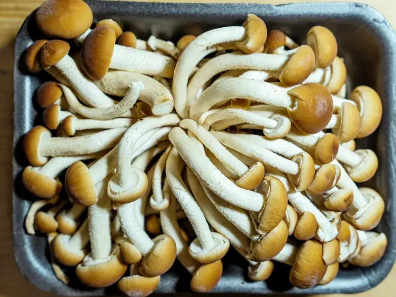 Funghi chiodini