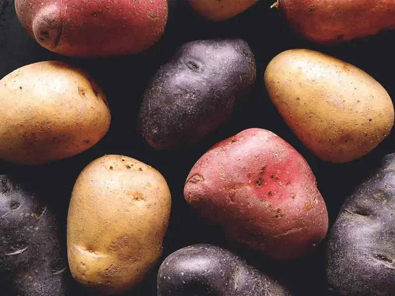 Patate di vari colori