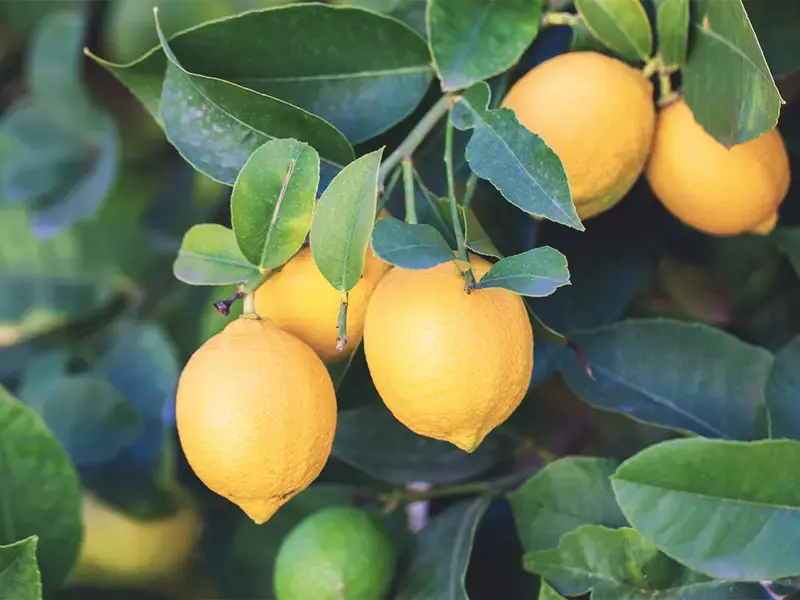 Tutti i consigli per conservare i limoni a lungo