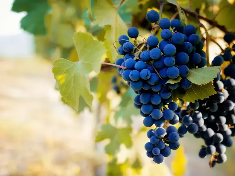 Agriturismi con cucina nelle Langhe