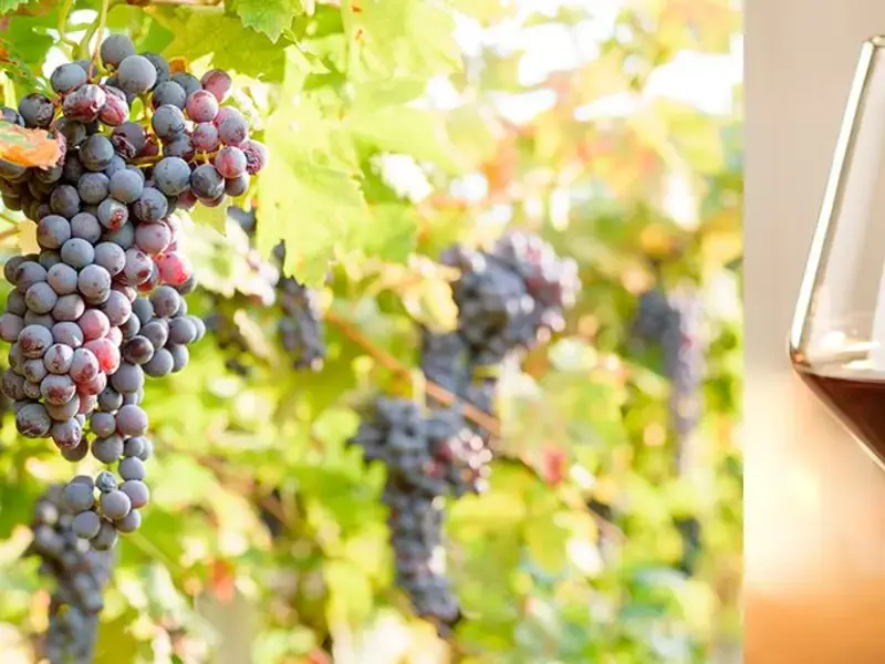 amarone-abbinamenti
