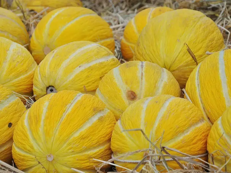 I benefici del melone