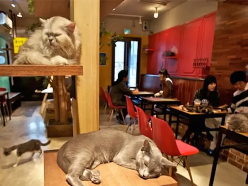 caffe-per-gatti-torino