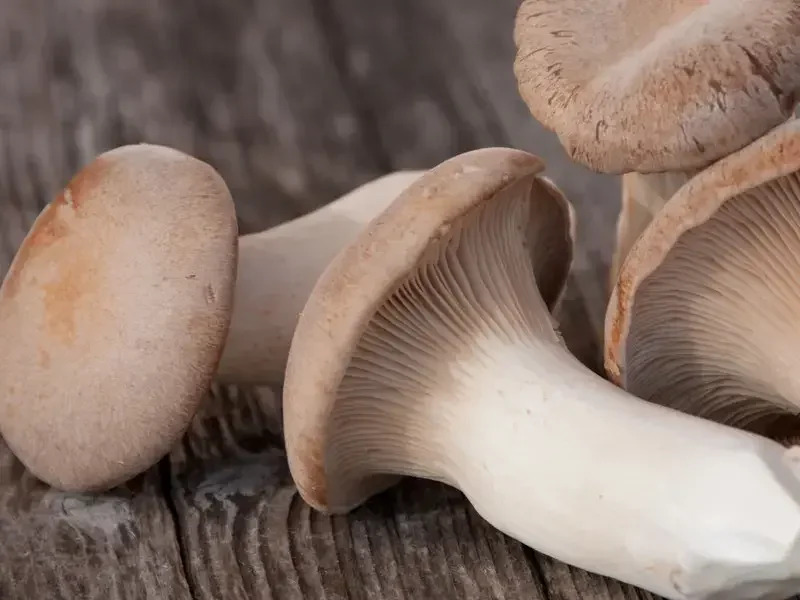 ricette con funghi cardoncelli - Fine Dining Lovers