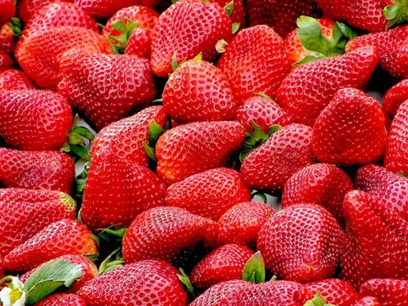 come-coltivare-fragole-casa