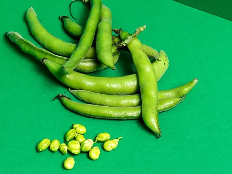 come-congelare-le-fave-fresche