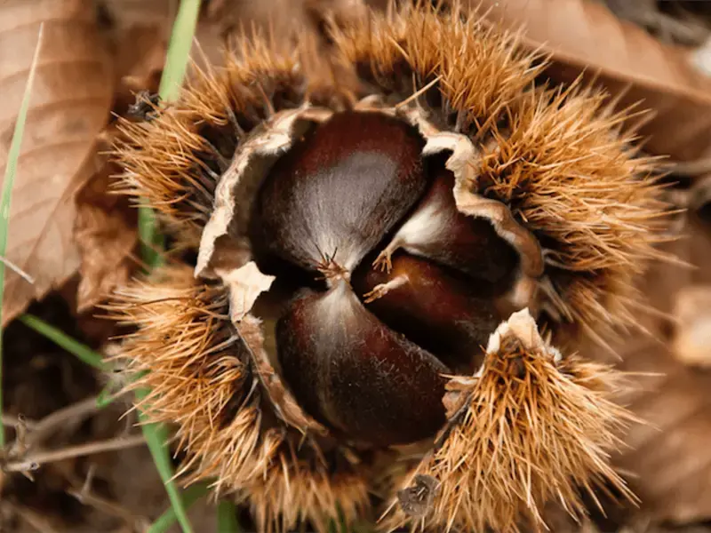 come-conservare-le-castagne