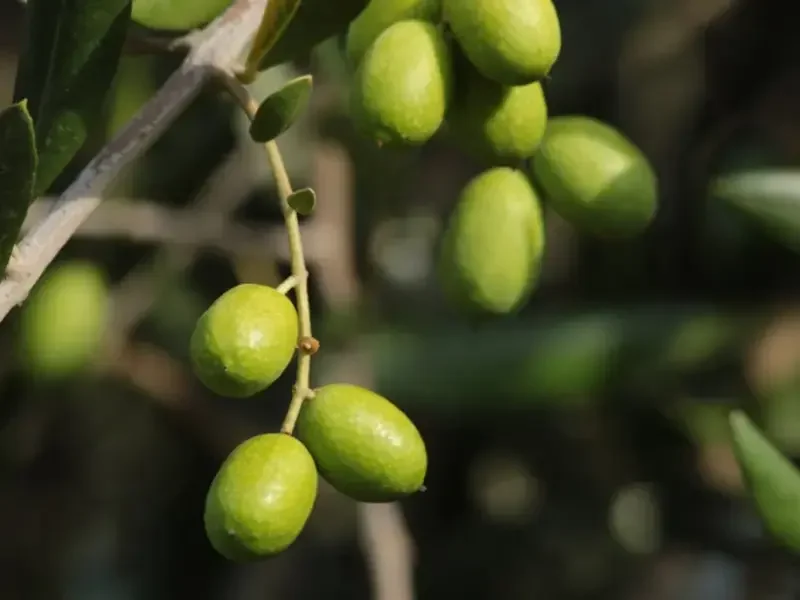 come-conservare-le-olive