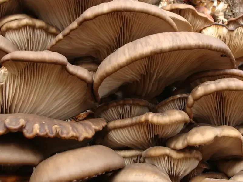 come cucinare funghi pleurotus