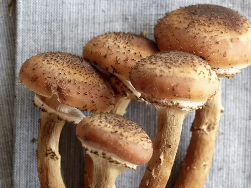 Funghi chiodini