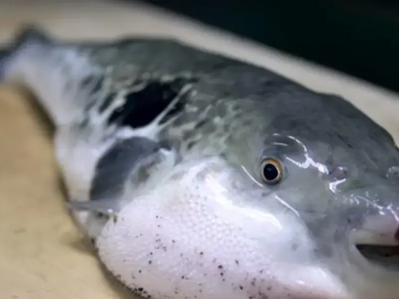 come-si-prepara-il-fugu-video