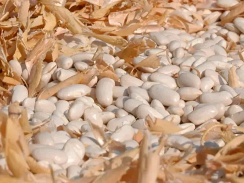 fagioli-sorana