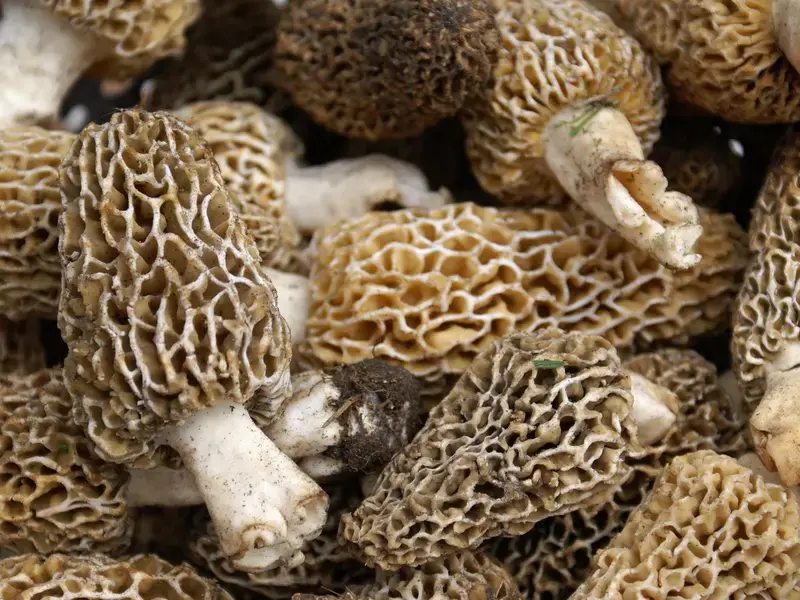 Funghi morchelle