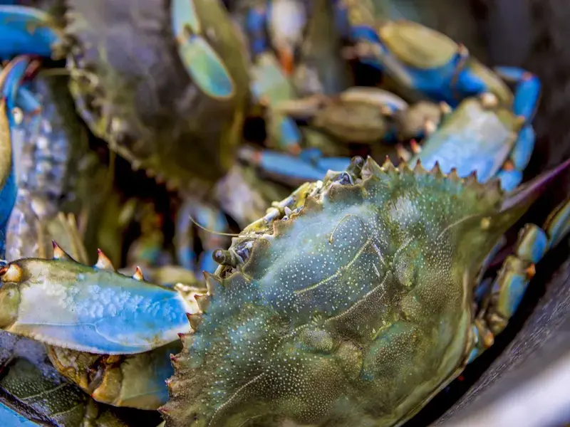 granchio blu specie invasive
