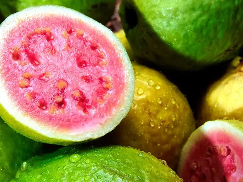 guava