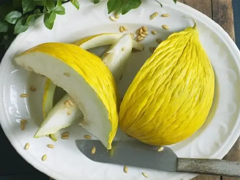 Il melone invernale