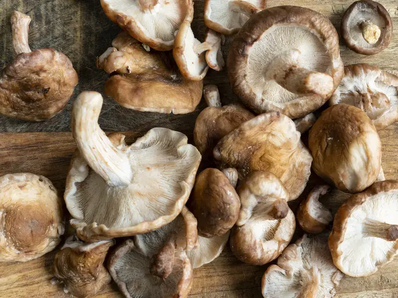funghi shiitake