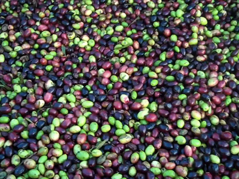 olive-curiosita-ricette