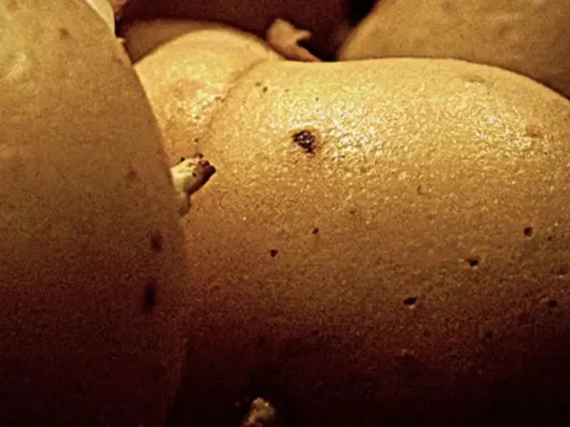 pelare-le-patate-velocemente