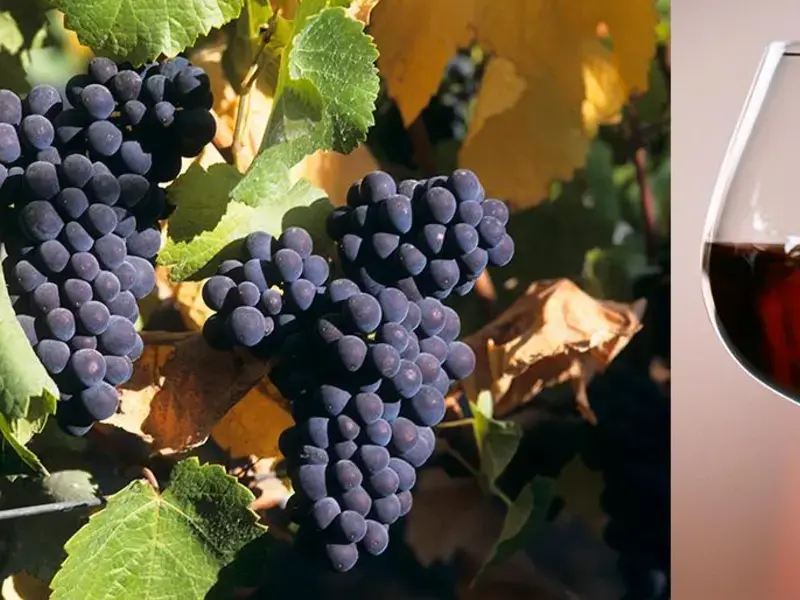 pinot-noir