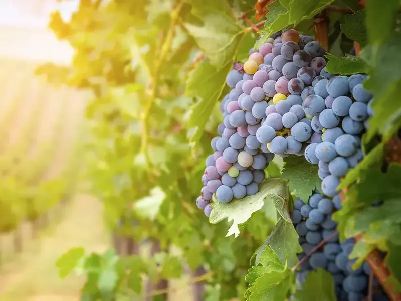 5 delle regioni vinicole più sottovalutate del mondo