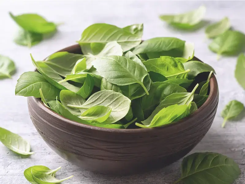 ricette con il basilico