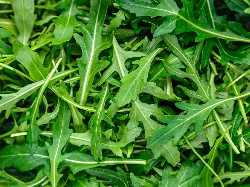 rucola proprietà