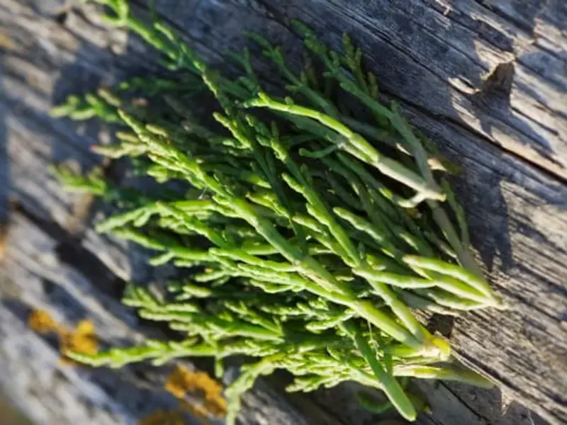 salicornia