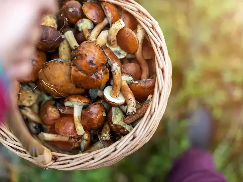 tipi di funghi commestibili